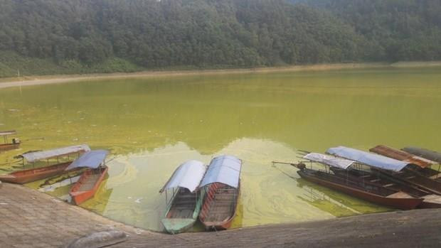 Mặt hồ Gò Miếu phủ một lớp váng vàng như mỡ động vật. (Ảnh: P.V/Vietnam+) Vụ hồ Gò Miếu ô nhiễm: Doanh nghiệp vẫn nuôi cá lồng khi đã hết phép ảnh 1
