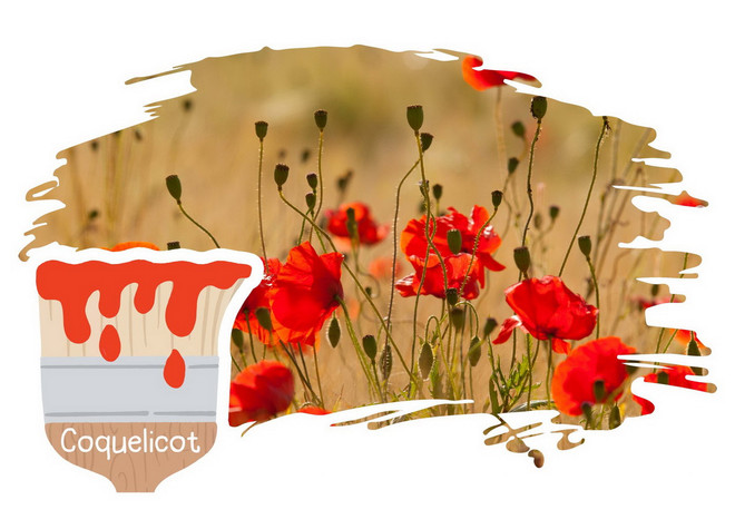 Coquelicot-1-2048x1448.jpg