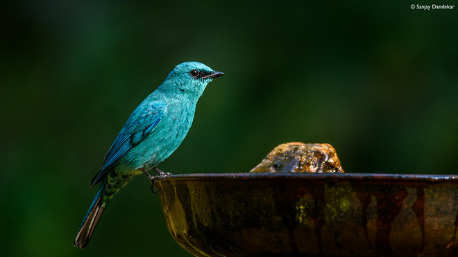Chim đớp ruồi verditer màu xanh xám. (Nguồn: dibird) verditer-flycatcher.jpg