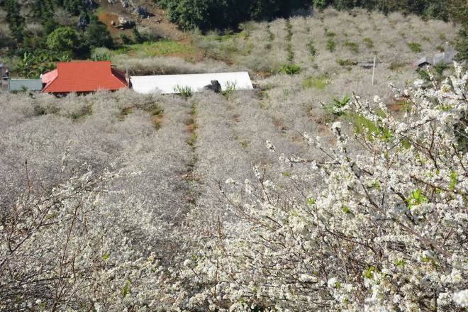 Khám phá cung đường hoa Xuân tuyệt đẹp của vùng Tây Bắc ảnh 2