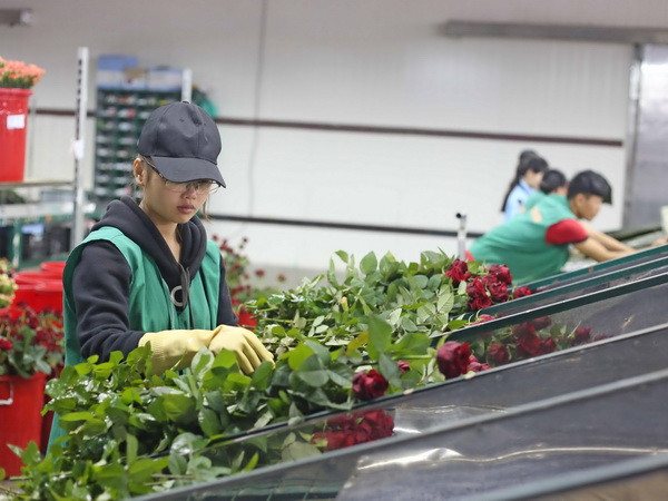 Giá hoa hồng Đà Lạt tăng từ 2-3 lần trước dịp lễ Valentine ảnh 1