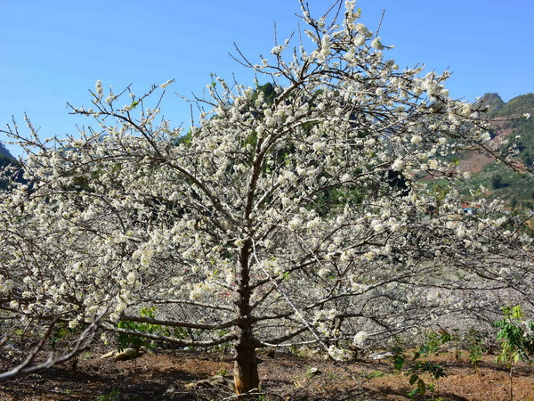 Khám phá cung đường hoa Xuân tuyệt đẹp của vùng Tây Bắc ảnh 1