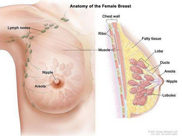 Biện pháp giúp bệnh nhân ung thư vú tránh mãn kinh sớm ảnh 1