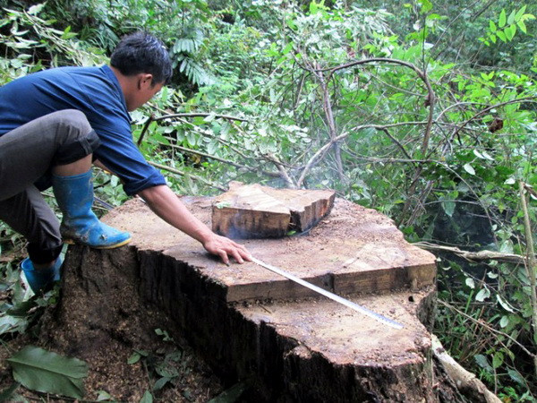 Đắk Lắk: Lâm tặc tàn phá tan hoang rừng sinh thái Bản Đôn ảnh 1