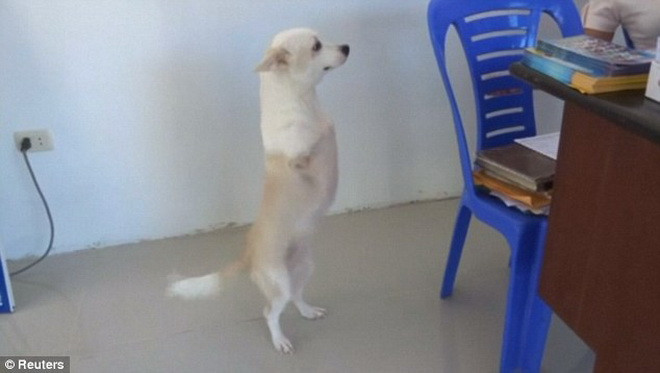 [Video] Bất ngờ với nghị lực sống của chú chó chỉ có hai chân sau ảnh 1