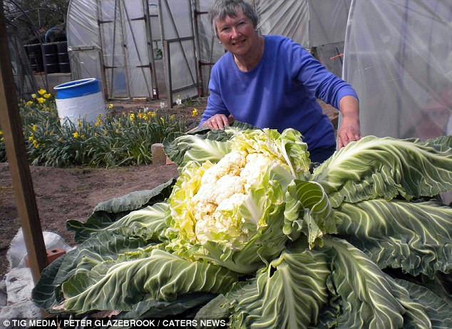 Anh: Cây súplơ phá kỷ lục thế giới với cân nặng 27kg ảnh 3