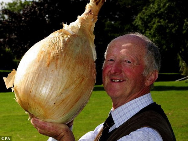 Anh: Cây súplơ phá kỷ lục thế giới với cân nặng 27kg ảnh 4