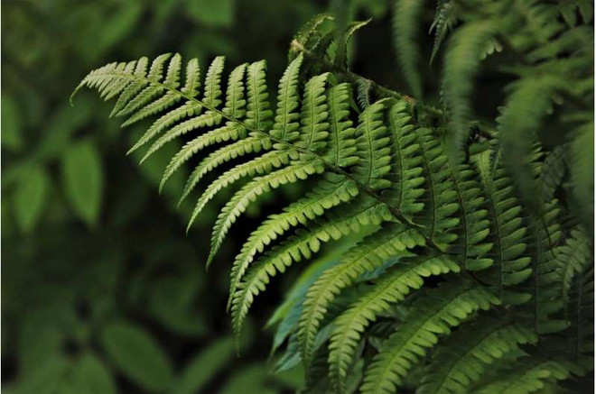 Brazil phát hiện khu rừng hóa thạch 290 triệu năm tuổi ảnh 1