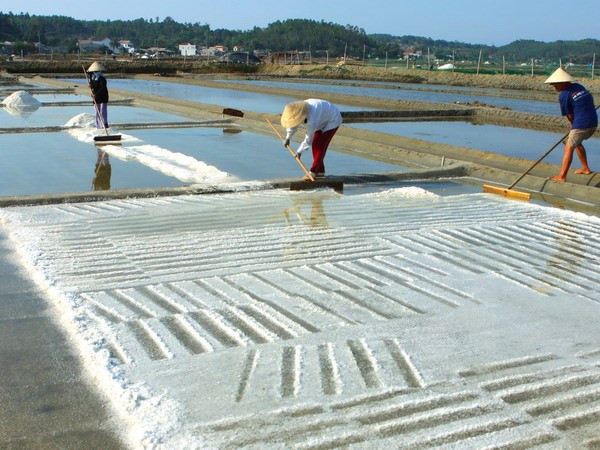 Diêm dân Bến Tre thiêt hại hàng trăm hécta muối vì mưa trái mùa ảnh 1