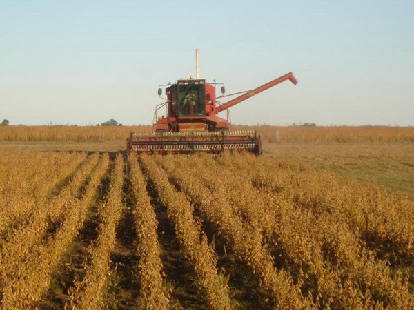 Argentina phá kỷ lục về sản xuất đậu tương nhờ thời tiết thuận lợi ảnh 1