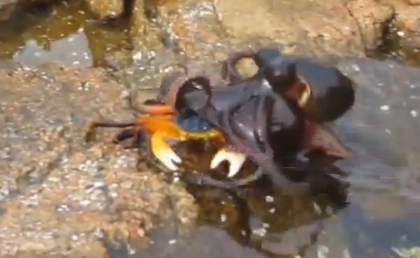 [Video] Con cua bị bạch tuộc tấn công đột ngột và kéo xuống nước ảnh 1