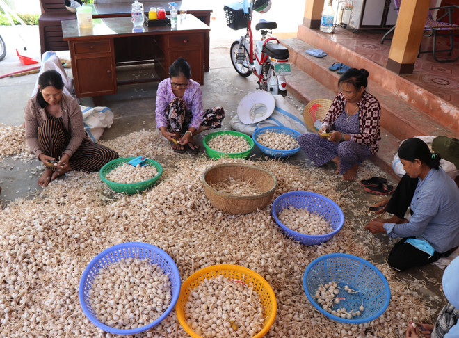 Quảng Ngãi: Nâng cao giá trị và thương hiệu cho tỏi Lý Sơn ảnh 1