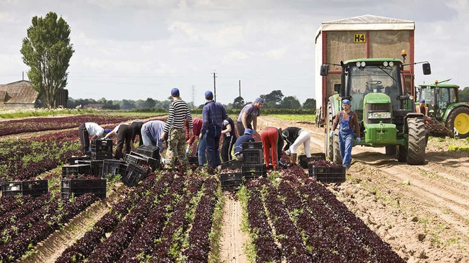 Chính phủ Anh cho phép thuê lao động di cư sau khi rời EU ảnh 1