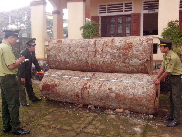 Lâm Đồng khởi tố lái xe chở gỗ lậu đâm chết cán bộ kiểm lâm ảnh 1