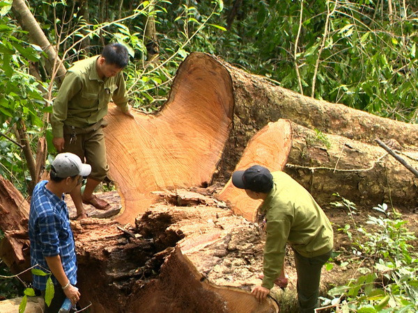 Gia Lai: Lâm tặc táo tợn cướp lại 3 xe gỗ từ lực lượng biên phòng ảnh 1