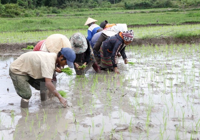 Không chủ quan trong lấy nước cho vụ Đông Xuân 2016-2017 ảnh 1