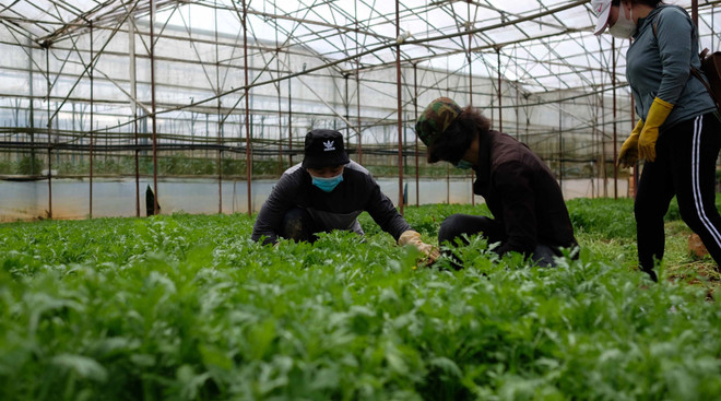 Lâm Đồng tăng cung ứng hon 2.500 tấn rau củ cho các tỉnh Đông Nam Bộ ảnh 2