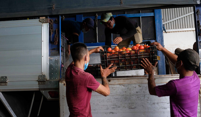 Lâm Đồng tăng cung ứng hon 2.500 tấn rau củ cho các tỉnh Đông Nam Bộ ảnh 1