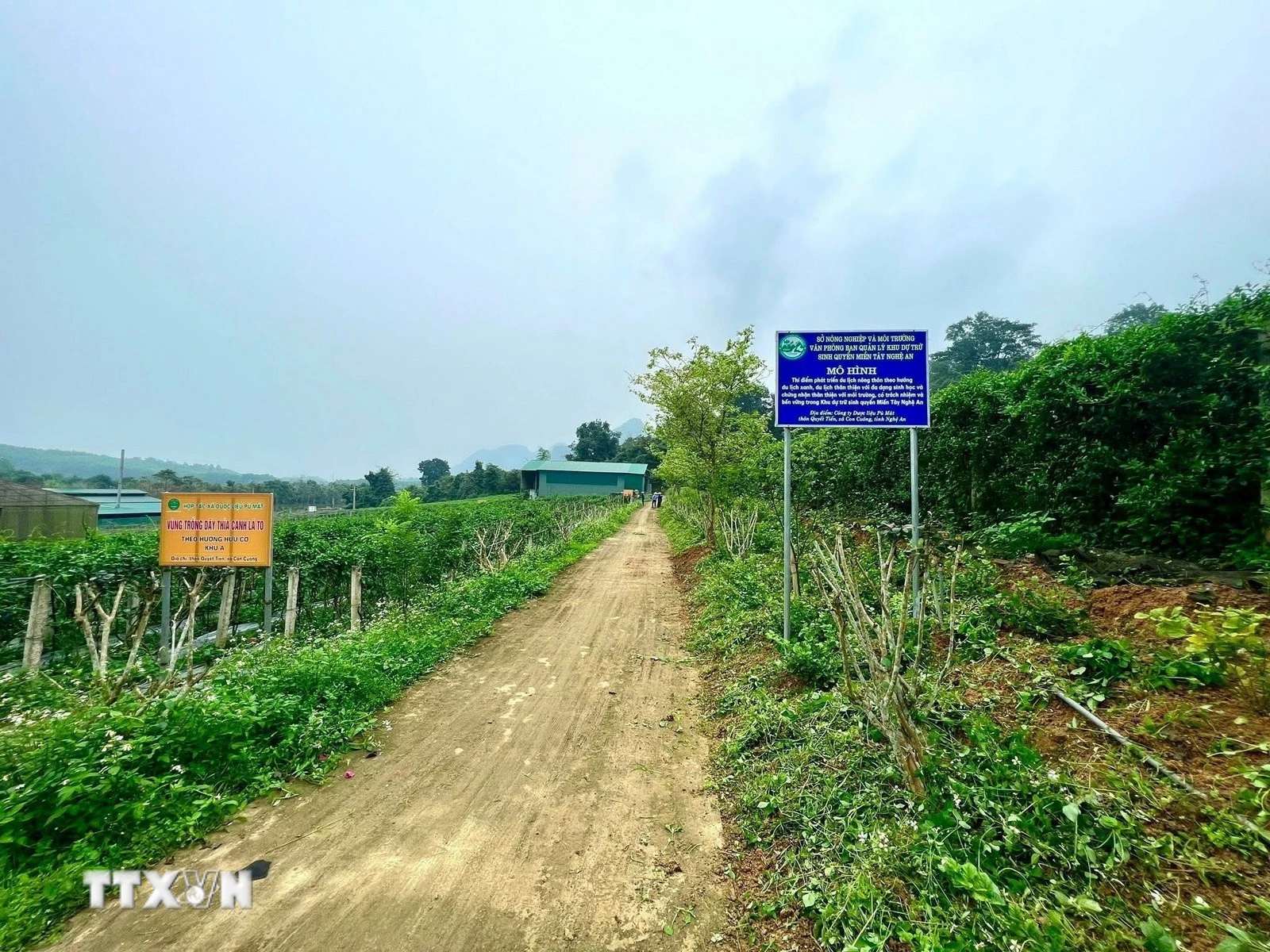 Nghệ An Khai Thác Dược Liệu Bản Địa, Hướng Tới Ngành Kinh Tế Xanh Bền Vững