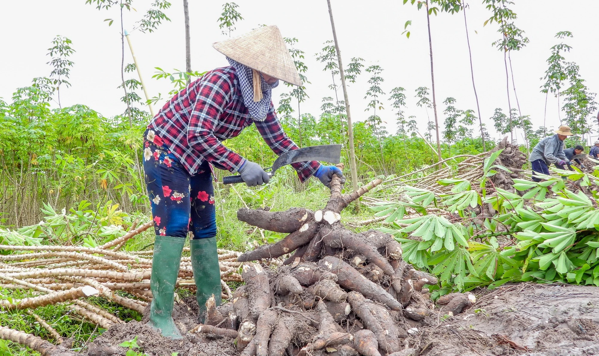 Khuyến khích phát triển vùng nguyên liệu để sản xuất nhiên liệu sinh học