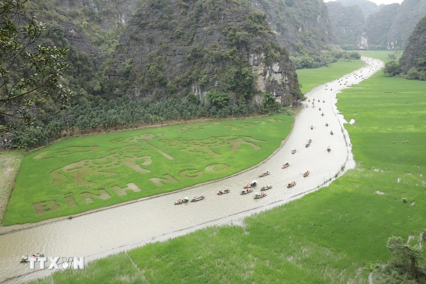 Ninh Bình Đạt Kỷ Lục Với Bức Tranh Lúa Khổng Lồ Giữa Núi Non Trùng Điệp