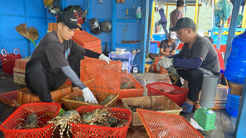 Hiện nay, hàng trăm tấn tôm hùm bông ở vùng nuôi các tỉnh Nam Trung Bộ đang bị tồn đọng. (Ảnh: Tường Quân/TTXVN)