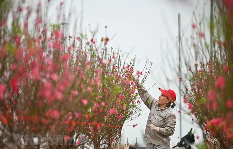 Tết Nguyên đán năm 2025, cán bộ, công chức, viên chức được nghỉ 9 ngày liên tục. (Ảnh: PV/Vietnam+)