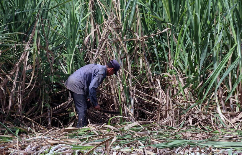 Thu hoạch mía. (Ảnh: Lê Huy Hải/TTXVN)