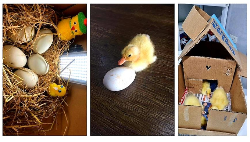 Những hình ảnh về các chú vịt con được nuôi trong thời gian giãn cách xã hội. (Nguồn: Facebook)