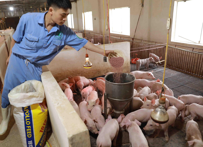 (Ảnh minh họa: Vũ Sinh/TTXVN)