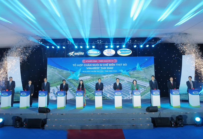 Khởi công Tổ hợp chăn nuôi và chế biến thịt bò Vinabeef Tam Đảo. (Ảnh: PV/Vietnam+)