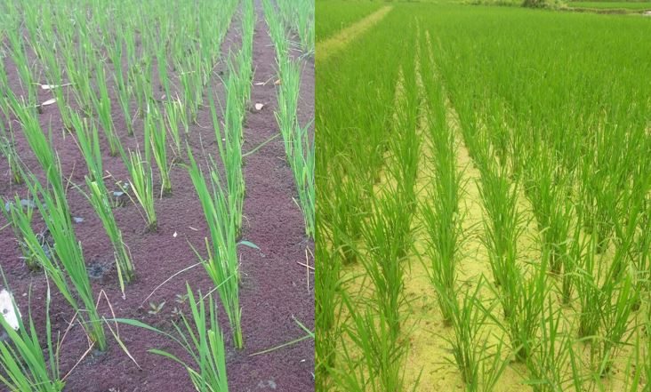 Nuôi, thả bèo hoa dâu trong ruộng lúa. (Ảnh: PV/Vietnam+)