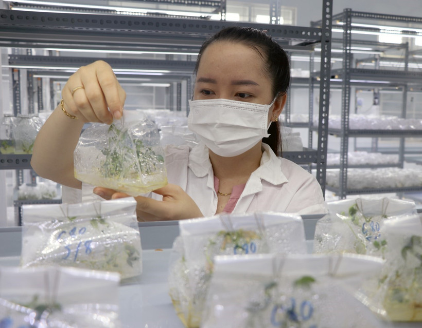 (Ảnh minh họa: TTXVN)