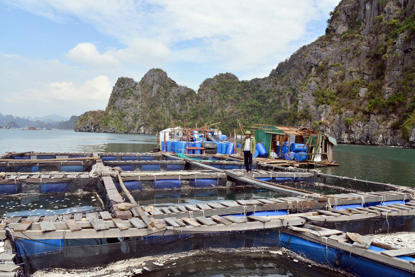 Bè cá song, dìa bị bão đánh vỡ, cá bị chết và trôi ra biển tại khu vực thành phố Cẩm Phả - Quảng Ninh. (Ảnh: Thanh Vân/TTXVN)