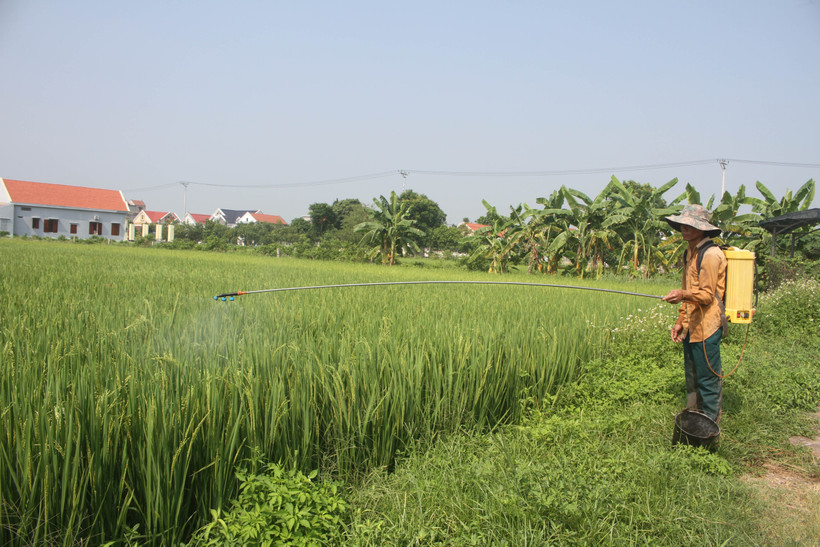 Phun thuốc bảo vệ thực vật phòng trừ sâu bệnh. (Ảnh: Hải Yến/TTXVN)