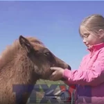 Ấn tượng giống ngựa lùn linh vật của vùng đất hoang sơ Shetland