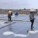 Người dân xã Giao Bình, tỉnh Ninh Bình thu hoạch muối. (Ảnh: Công Luật/TTXVN)