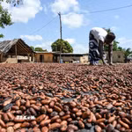 Nông dân phơi hạt cacao. (Ảnh: AFP/TTXVN)