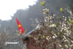 Lào Cai: Hoa mận nở trắng trời, chờ du khách lên chơi Tết nơi “cao nguyên trắng”