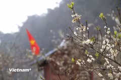 Lào Cai: Hoa mận nở trắng trời, chờ du khách lên chơi Tết nơi “cao nguyên trắng”