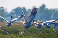 Sếu đầu đỏ Phương Đông chạy đà cất cánh trên vùng đầm lầy ở Anlung Pring, Kampot, Campuchia. (Ảnh: Nguyễn Trường Sinh)