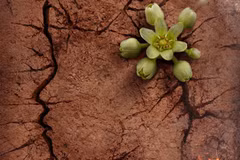 Công bố dự án "Đất đỏ" về nữ anh hùng Võ Thị Sáu 