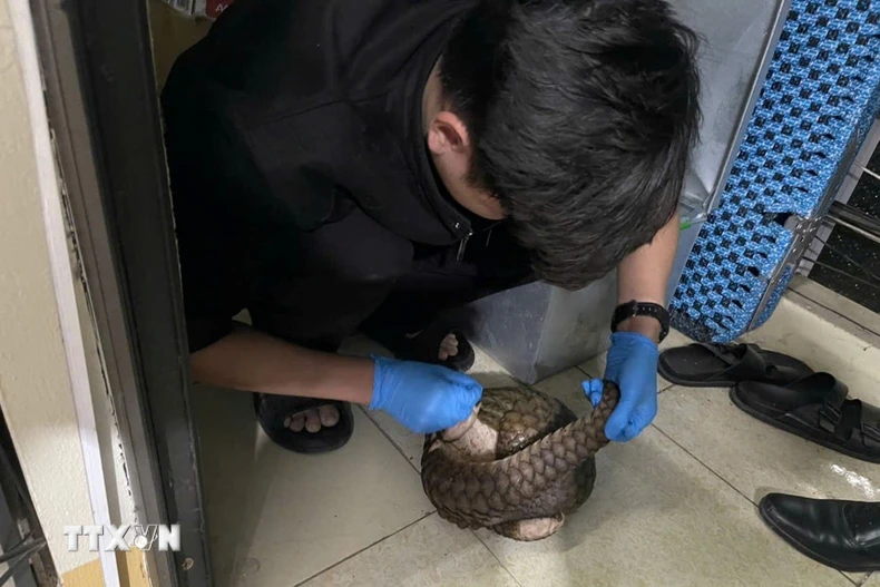 Một cá thể tê tê Java được giải cứu kịp thời. (Ảnh: TTXVN phát)