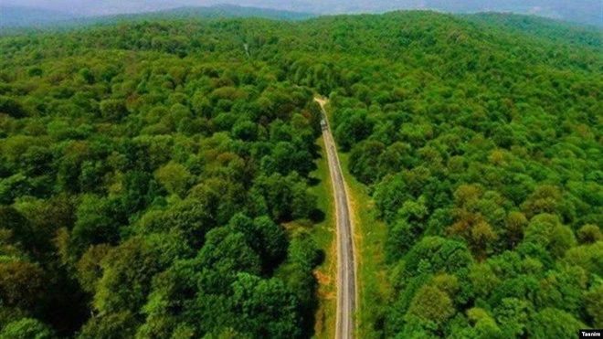 Rừng cổ Hyrcanian. (Nguồn: rferl)