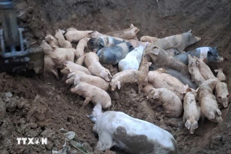 Quảng Ninh đã kiểm soát dịch tả lợn châu Phi sau hơn 1,5 tháng, với các biện pháp phòng chống và tiêm phòng vaccine đạt hiệu quả cao. (TTXVN phát) 
