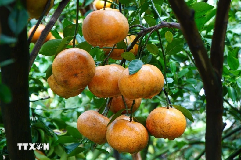 Quýt hồng chín lên màu. (Ảnh: Nhựt An/TTXVN)