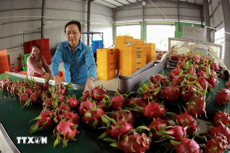Quả thanh long đáp ứng yêu cầu thị trường trong nước và được xuất khẩu chính ngạch sang thị trường Trung Quốc. (Ảnh: Vũ Sinh/TTXVN)