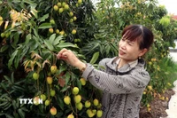 Nhờ chuyển giao khoa học kỹ thuật, đến nay, vải trứng Hưng Yên được nhân rộng tại các xã trên địa bàn huyện Phù Cừ. (Ảnh: Đinh Văn Nhiều/TTXVN)