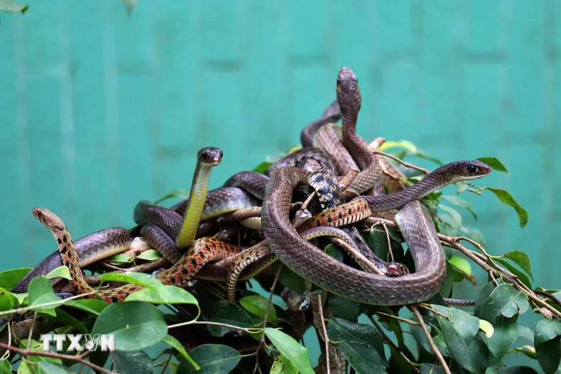 Ảnh chỉ mang tính minh họa. (Ảnh: Hữu Chí/TTXVN)