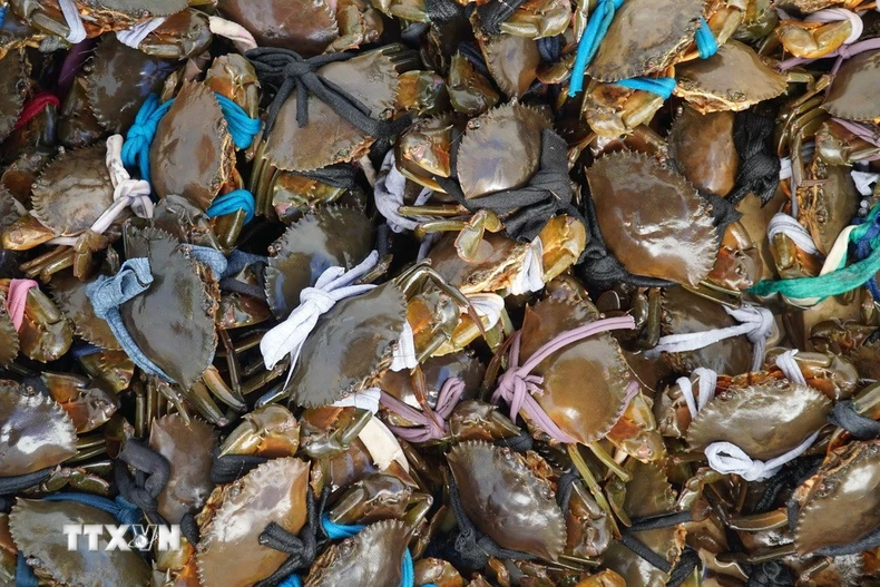 Ảnh minh họa. (Ảnh: Văn Sĩ/TTXVN)